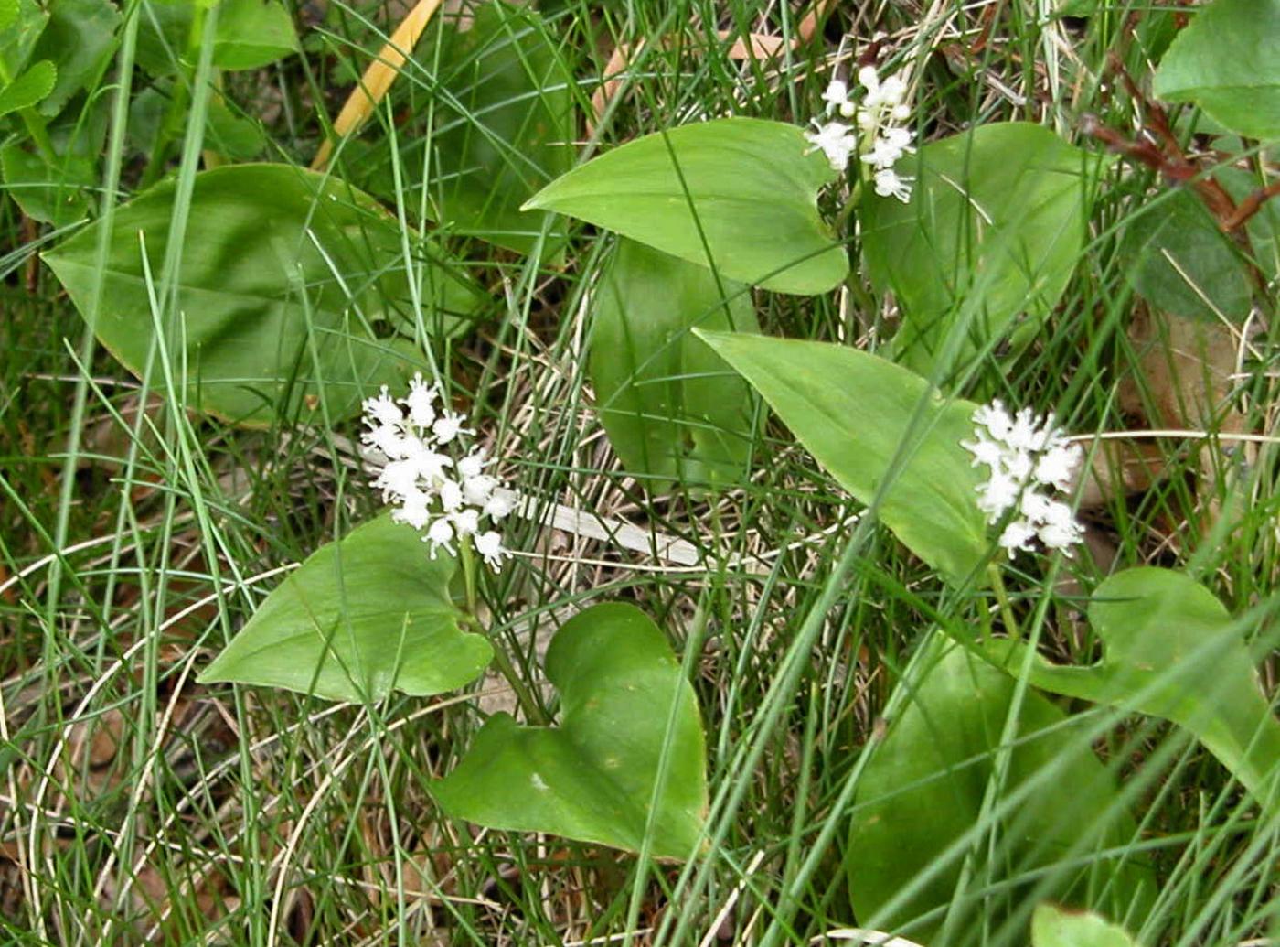 Lily, May leaf